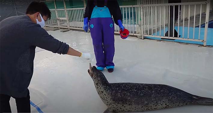 アザラシシーパラダイス